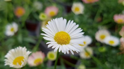 향긋한 식용꽃소국🌼 특가! 솔직 후기 & 활용 꿀팁 대방출